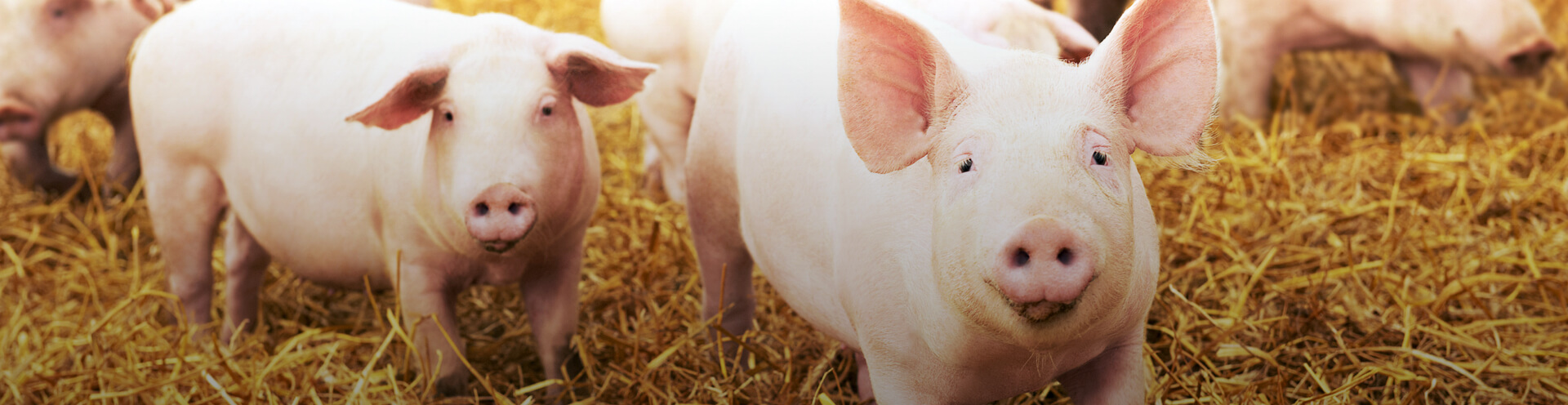 Suínos
