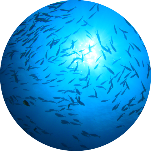 CONSULTE AS NOSSAS MAIS RECENTES NOT&Iacute;CIAS NO MEDIA CENTER DA SOJA DE PORTUGAL: