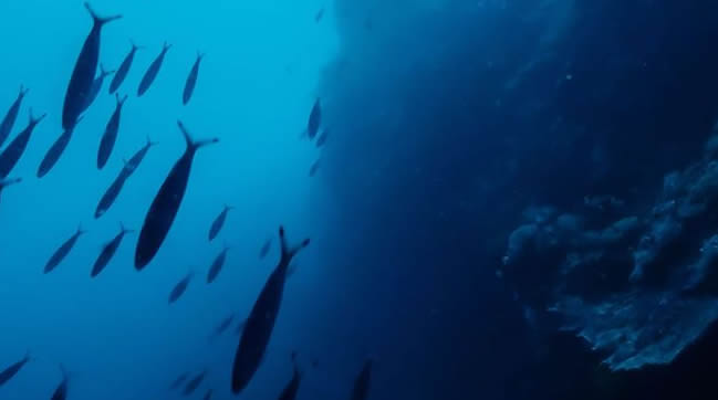 &nbsp;Polityka produkcyjna AQUASOJA w zakresie karmy dla ryb:&nbsp;